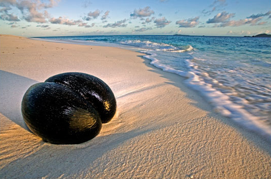 Сейшелы: Отпуск под кокосом. Выбираем отели на Сейшелах